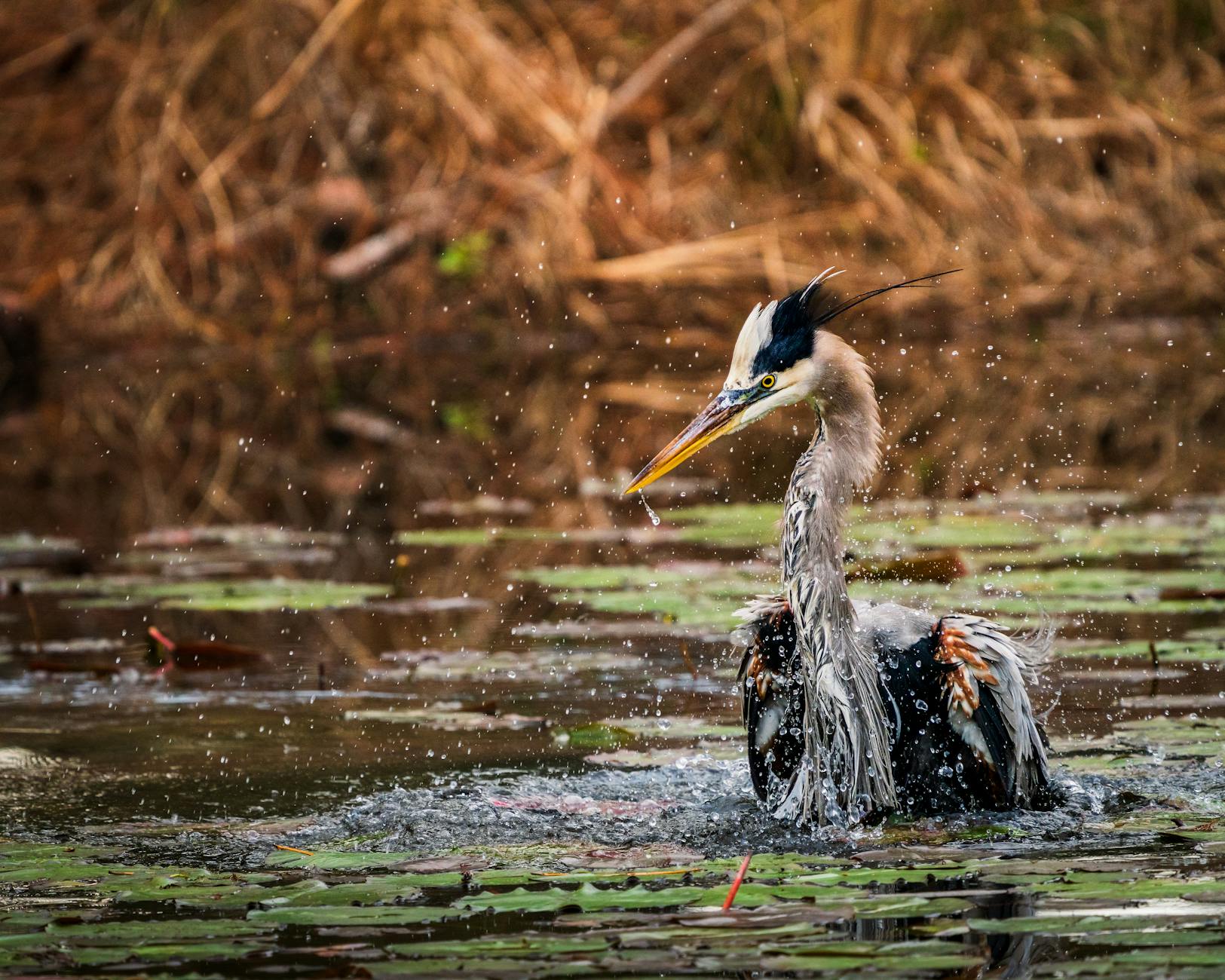 Wildlife including deer and herons seen in St. James, NC